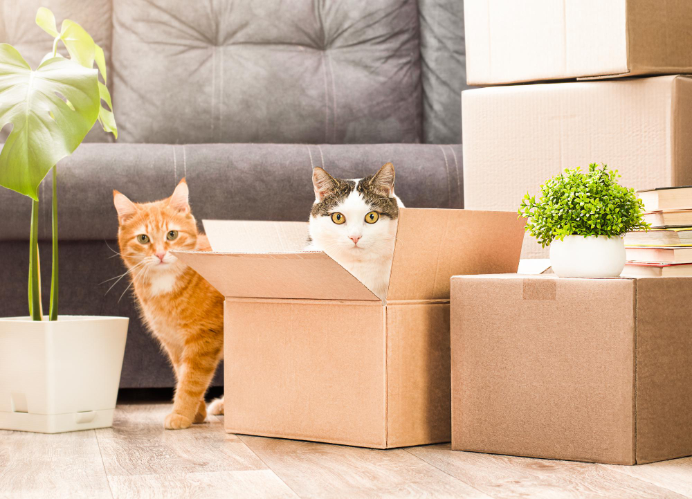 Un chat curieux explore prudemment son nouvelle environnement parmi les cartons de déménagement, signe que même nos animaux de compagnie doivent s'adapter aux nouvelles habitudes lors d'un déménagement vers une nouvelle maison.